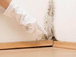 Environmental Consulting for Mold Prevention in Calumet City, IL